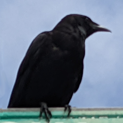 Community icon