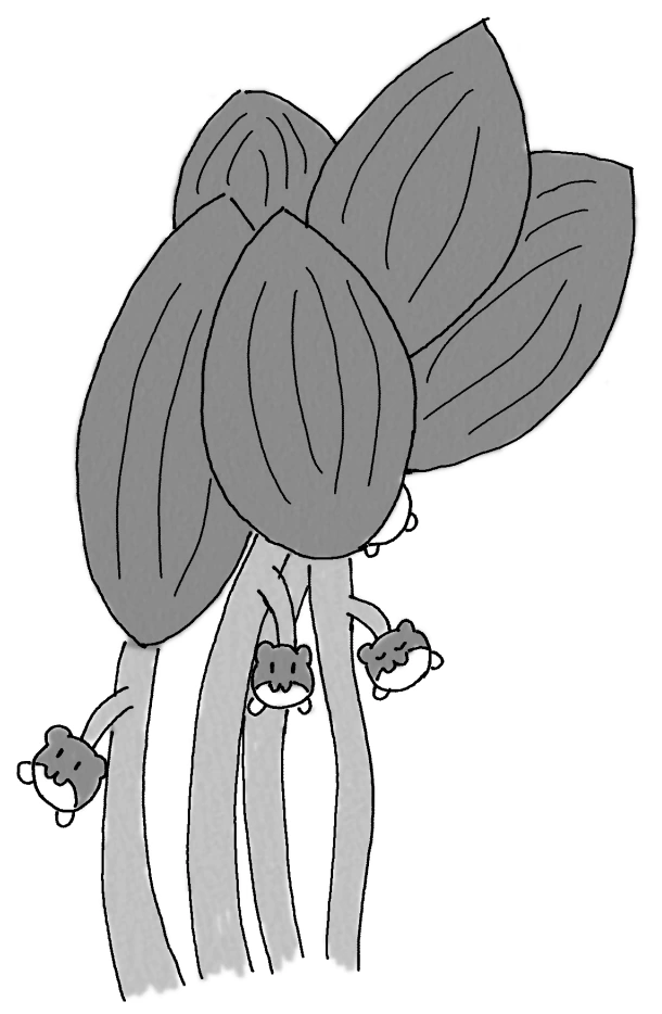 grayscale drawing of some leaves on stems with little spheal-like berries dangling from them