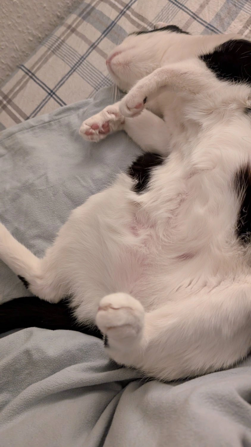 Cat with furry belly facing upwards in bed