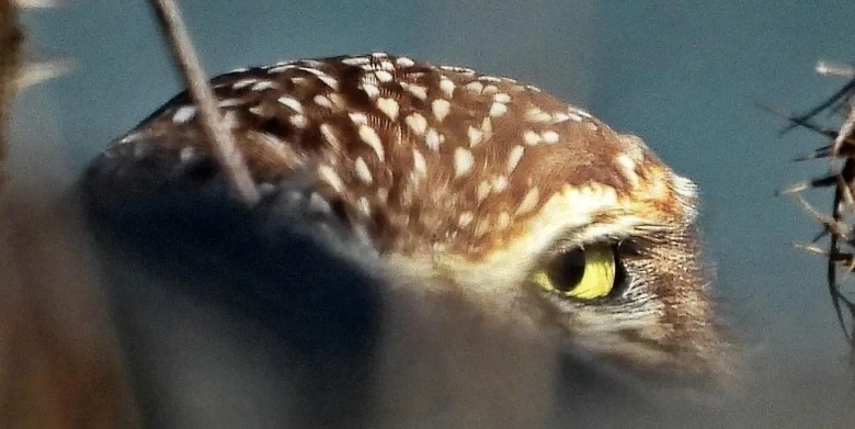 a photography of a burrowing owl (_Athene cunicularia_) perched behind something out-of-focus, which is occluding her from being fully seen. Only the top of her head is visible, as well as her left eye (right side of the picture), directly gazing at the viewer with a scheming-like, half-opened side-eyed expression.