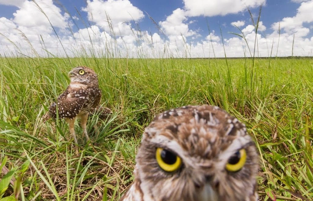 Two _Athene cunicularia_ (burrowing owl) amidst a seemingly endless leveled grassland during daylight. One of them is very close to the camera, as if she were taking a selfie, staring directly at the camera with a serious and quite menacing expression. Behind her, not too far, the second owl is gazing at the sky.